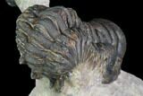 Aesthetic Crotalocephalina & Reedops Trilobite Association #87564-4